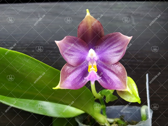 Phalaenopsis Mituo Reflex Dragon 'Blue-2' x Mituo Speciosa 'Mituo#1'.jpg