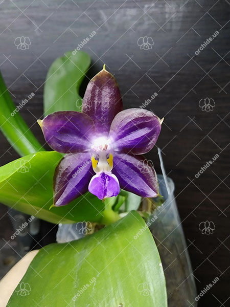 Phalaenopsis Mituo Blue Cat (Mituo Reflex Dragon 'Blue -2' x Mituo Purple Dragon 'Blue Whale').jpg
