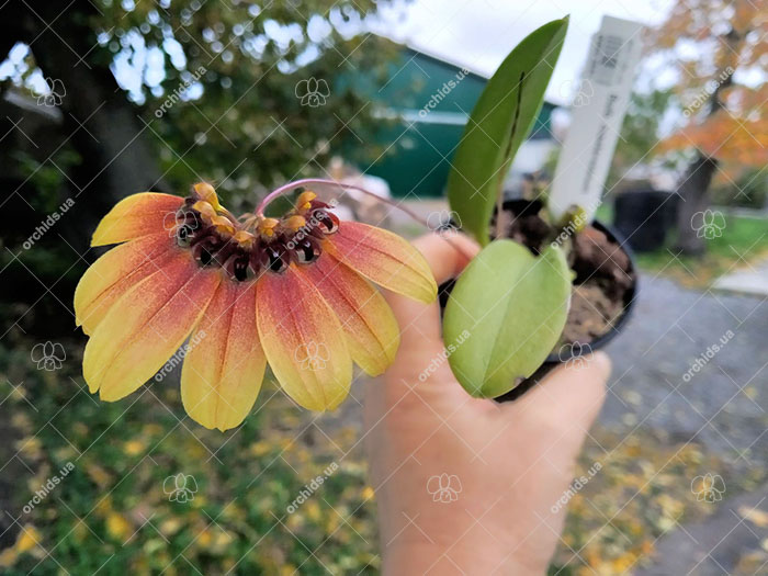 Bulbophyllum mastersianum.jpg