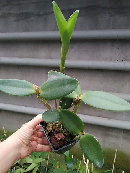 Cattleya intermedia tipo '1756 Finho' x tipo '1756 Valentin'.jpg