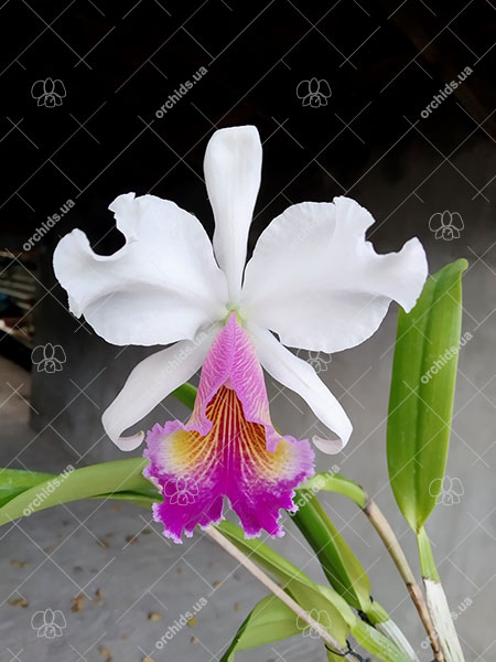 Cattleya (labiata x dowiana aurea).jpg