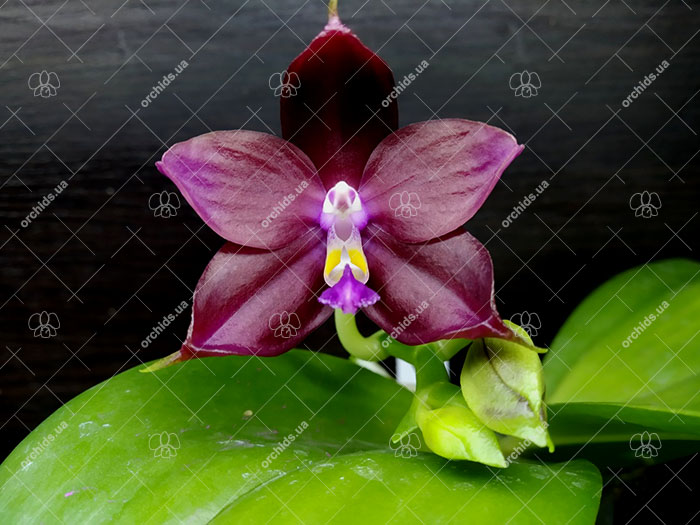 Phalaenopsis Mituo Reflex Dragon 'Blue-2' x Mituo Speciosa 'Mituo#1'.jpg