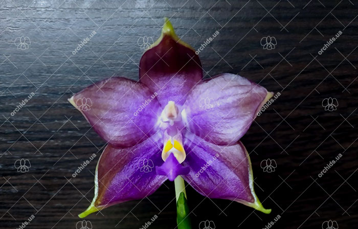 Phalaenopsis Mituo Reflex Dragon 'Blue-2' x Mituo Speciosa 'Mituo#1'.jpg