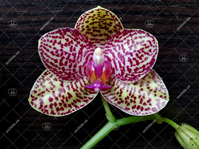 Phalaenopsis Mituo Gigan Dragon 'Dragon' x Mituo Sunrise.jpg