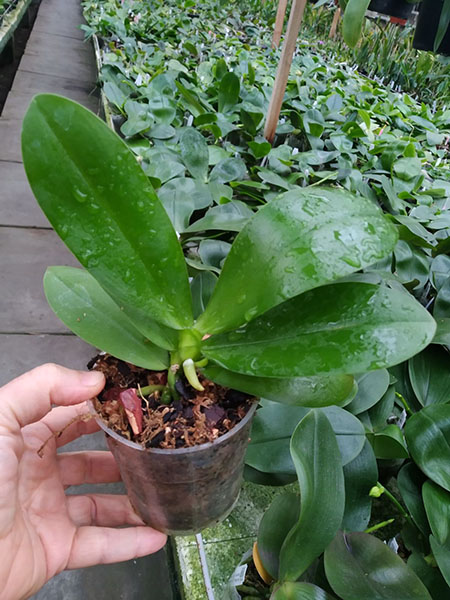 Phalaenopsis Mainshow Pink Panther.jpg