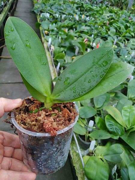 Phalaenopsis Mainshow Star (stem).jpg