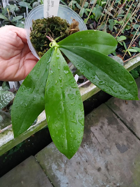 Phalaenopsis Silbergrube 'Freya' x mannii 'Black'.jpg