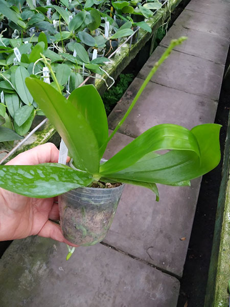 Phalaenopsis Chip Chop 'F4586' x mannii 'Black'.jpg