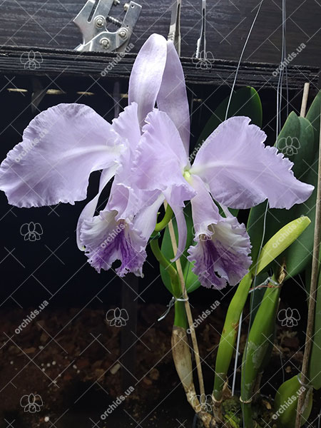 Cattleya labiata coerulea 'Via da Mata' x coerulea 'Tapera'.jpg