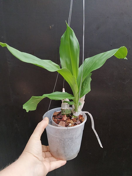 Catasetum Joao Stivalli x rodrigasianum.jpg