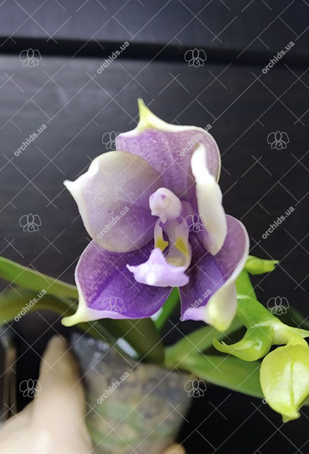 Phalaenopsis Mituo Blue Smurfs 'Blue-S' x Mituo Speciosa 'Blue-Coffe'.jpg