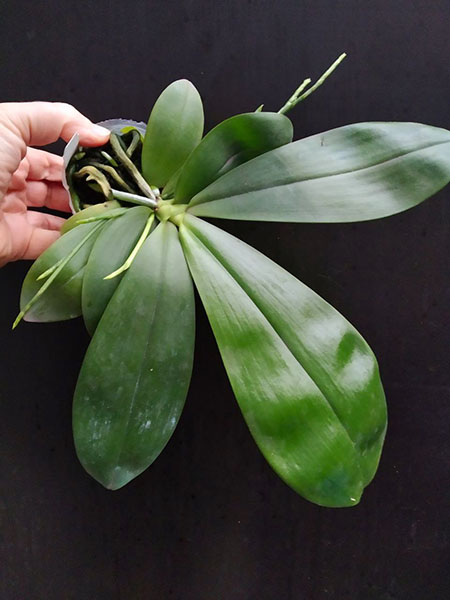 Phalaenopsis Chienlung Mary (speciosa x mariae).jpg