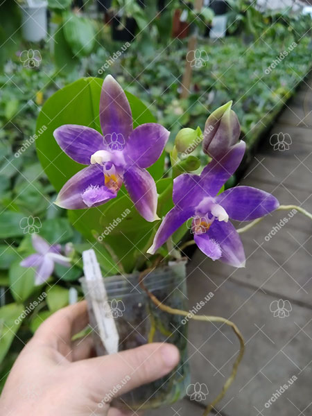 Phalaenopsis (YangYang Blue Liuli x lueddemanniana coerulea).jpg