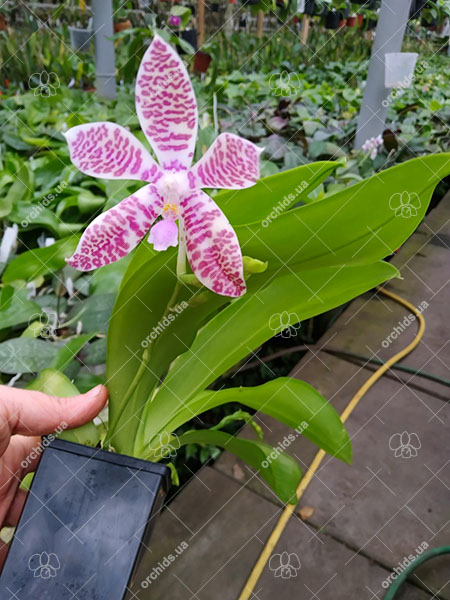 Phalaenopsis hieroglyphica.jpg