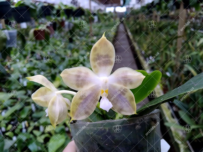 Phalaenopsis Tzu Chiang Tetralitz x Mituo Reflex Dragon.jpg