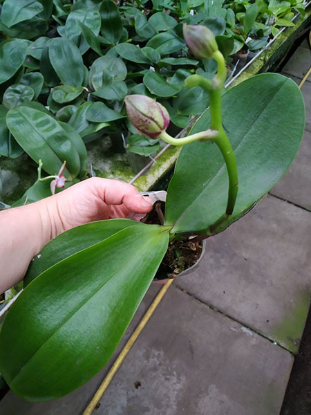 Phalaenopsis Mituo King 'K-Gold'.jpg