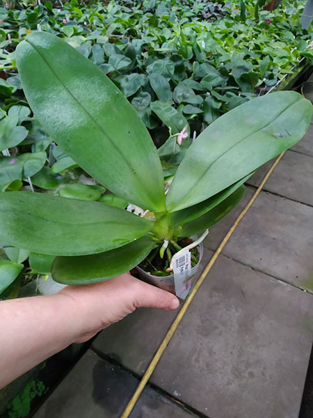 Phalaenopsis Mituo Diamond 'White Python'.jpg