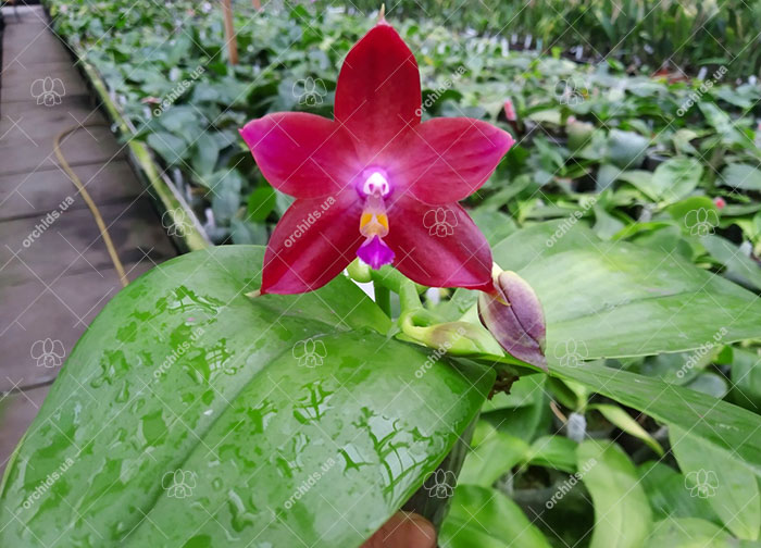 Phalaenopsis Mituo Reflex Dragon 'Blue-2' x Mituo Speciosa 'Mituo#1'.jpg