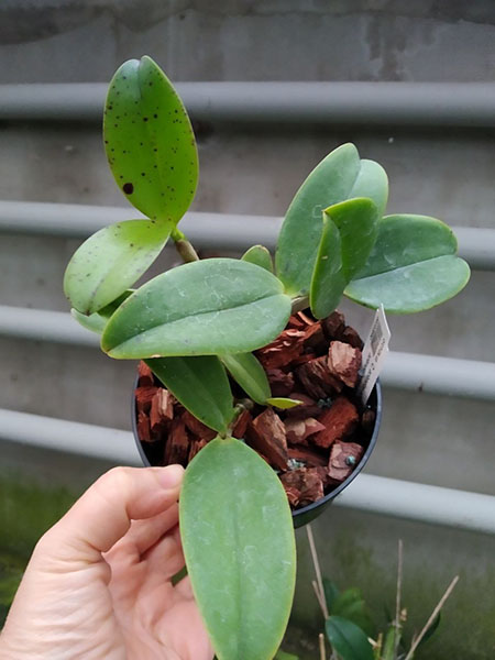 Cattleya aclandiae albescens 'Caliman' x aclandiae coerulescens 'Unique'.jpg