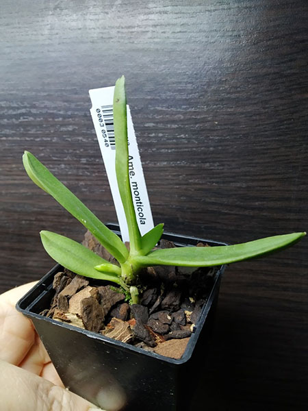 Amesiella monticola.jpg