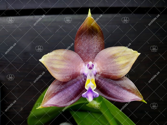 Phalaenopsis Mituo Blue Smurfs 'Blue-S' x Mituo Speciosa 'Blue-Coffe'.jpg