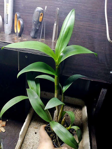 Dendrobium Sherry Abe.jpg