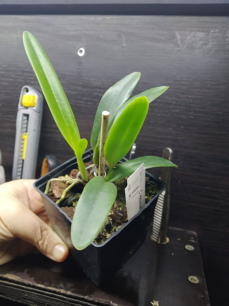 Cattleya mossiae var coerulea.jpg