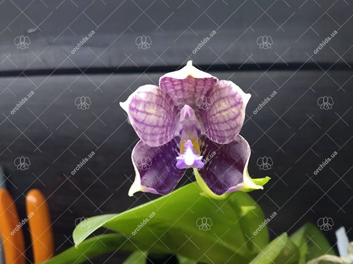 Phalaenopsis Mituo Blue Smurfs 'Blue-S' x Mituo Speciosa 'Blue-Coffe'.jpg