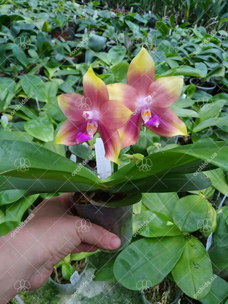 Phalaenopsis Mituo Blue Smurfs 'Blue-S' x Mituo Speciosa 'Blue-Coffe'.jpg