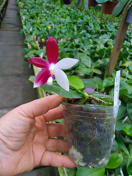 Phalaenopsis tetraspis 'C#1'.jpg