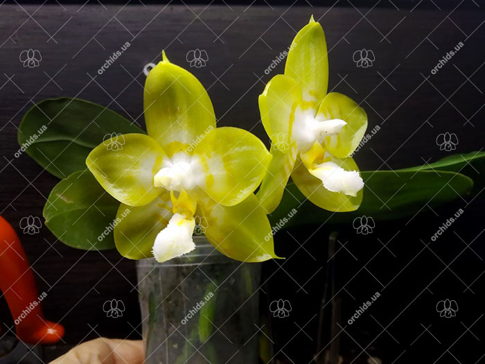 Phalaenopsis (Yaphon Yellow Bloom x Chang Maw Jade).jpg