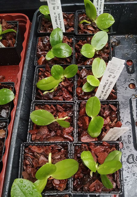 Phalaenopsis Mituo Prince 'Bb' x Mituo Reflex 'Dragon' (#11 x #6).jpg