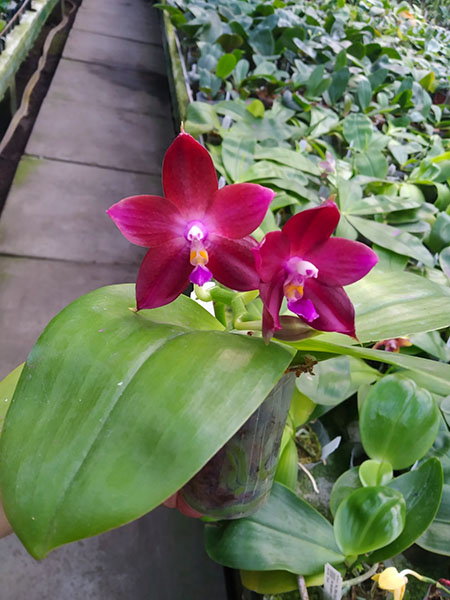 Phalaenopsis Mituo Reflex Dragon 'Blue-2' x Mituo Speciosa 'Mituo#1'.jpg