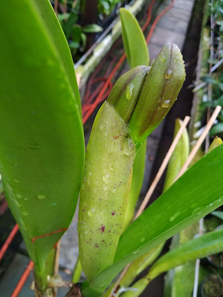 Rhyncholaeliocattleya 'Siam Red' x 'Nakornchaisri Delight'.jpg