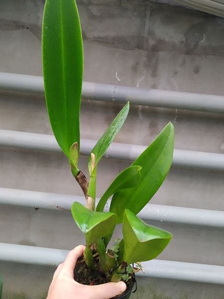 Rhyncholaeliocattleya Kawnprapa.jpg