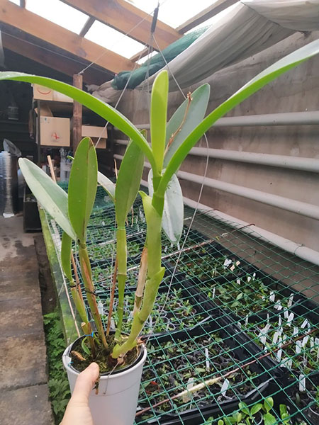 Cattleya bowringiana.jpg