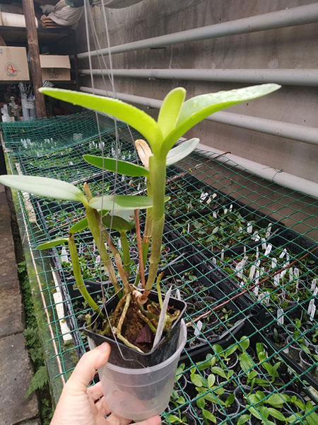 Cattleya intermedia tipo '1756 Finho' x tipo '1756 Valentin'.jpg