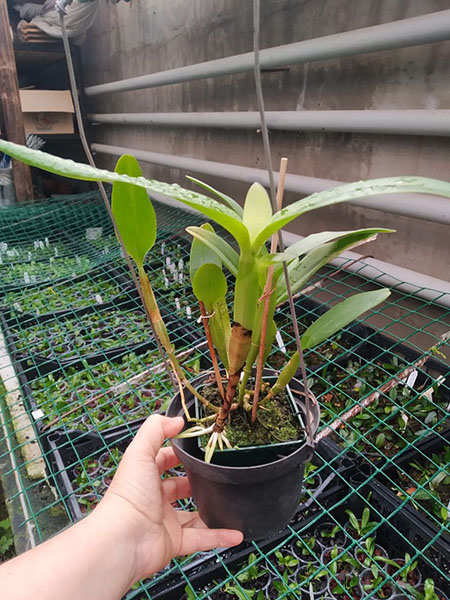 Cattleya skinneri (coerulescens x semi-alba 'Danae').jpg