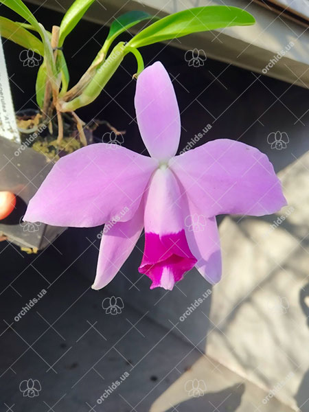 Laelia pumila coerulea 'AT' x coerulescens 'Cochetto'.jpg