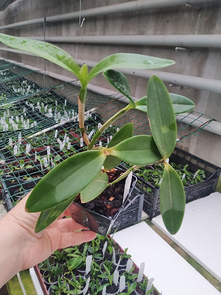Cattleya forbesii var aurea x self.jpg