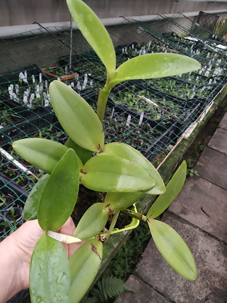 Cattleya loddigesii (punctata 'Sta Cruz' x pelorica).jpg