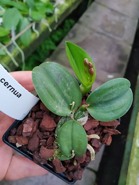 Sophronitis cernua.jpg