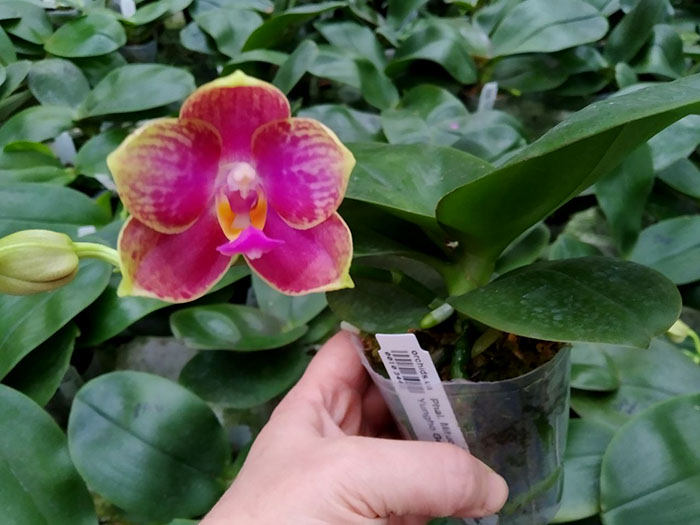 Phalaenopsis Mituo Diamond Canary x Yungho Gelb Canary 'Green Apple'.jpg