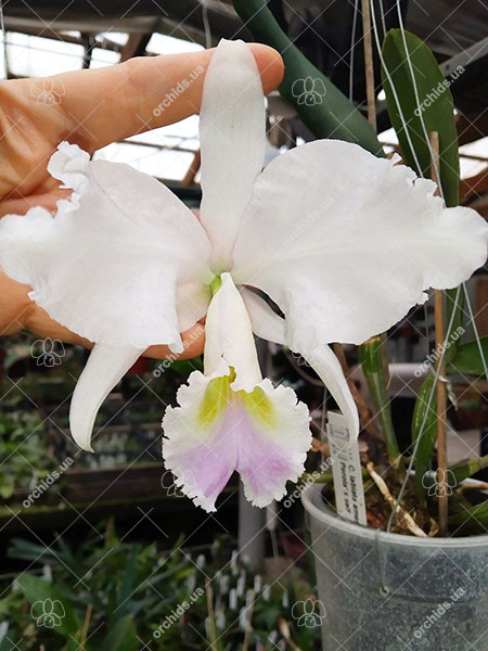 Cattleya labiata amesiana 'Rosa Perola' x self.jpg
