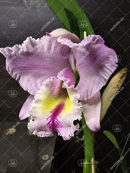 Cattleya labiata tipo 'Da Mata' x self.jpg