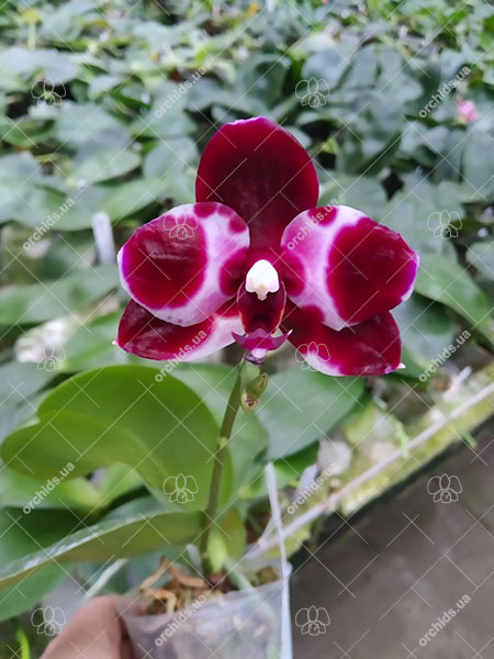 Phalaenopsis Mituo Reflex DD 'Black Tiger'.jpg