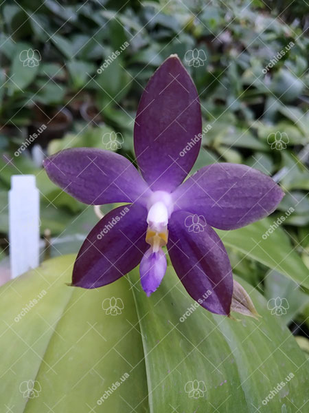 Phalaenopsis Mituo Blue Smurfs 'Blue-S' x Mituo Speciosa 'Blue-Coffe'.jpg