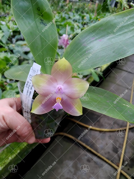 Phalaenopsis Mituo Princess 'Black Beauty' x (Lyndon Gold Ring x Miro Super Star).jpg