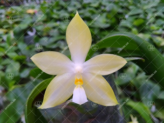 Phalaenopsis Tzu Chiang Tetralitz x Mituo Reflex Dragon.jpg