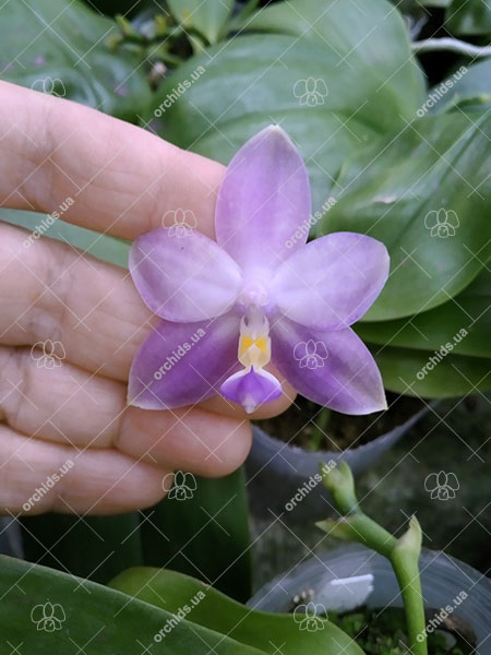 Phalaenopsis violacea indigo x Mituo Reflex Dragon 'Blue #2'.jpg